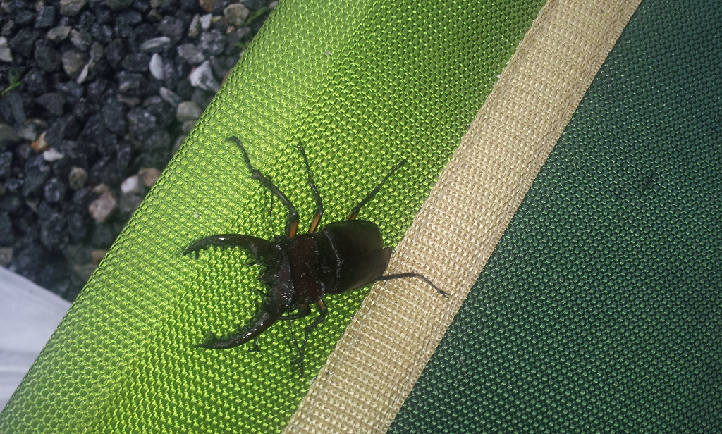 금물산하늘소캠핑장 이미지