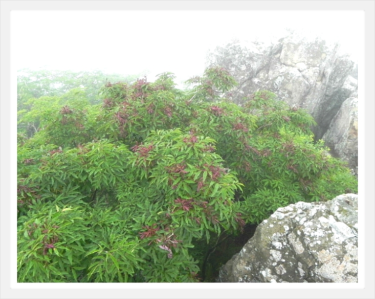 봉좌산 정상 이미지