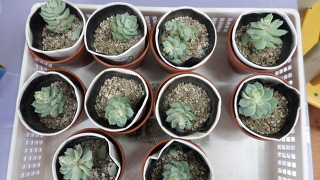 코끼리다육 이미지