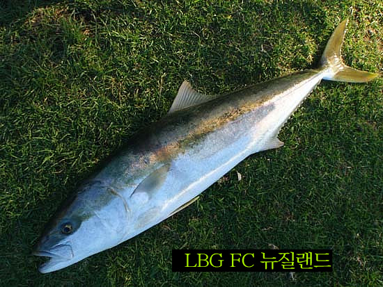 킹피쉬 이미지