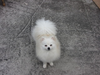 흰둥이 이미지