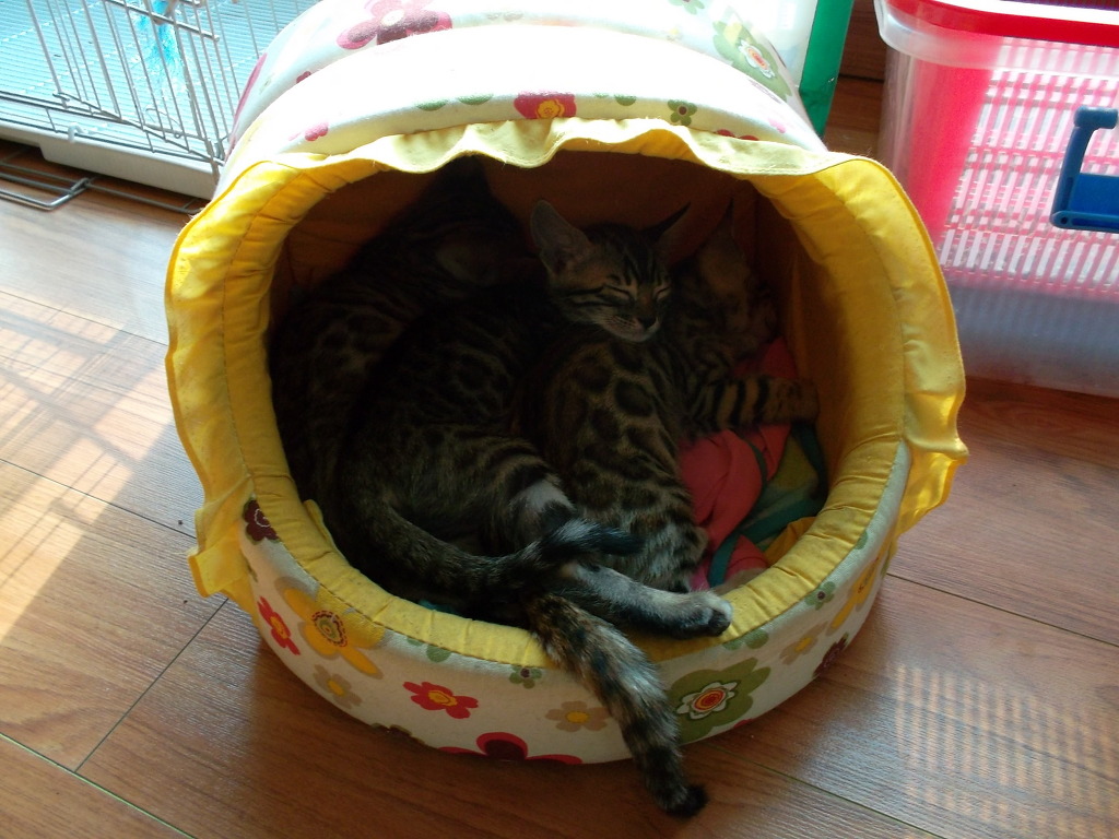 호두마루 이미지