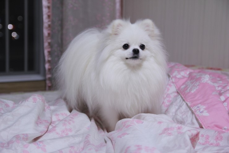 콩이네 이미지