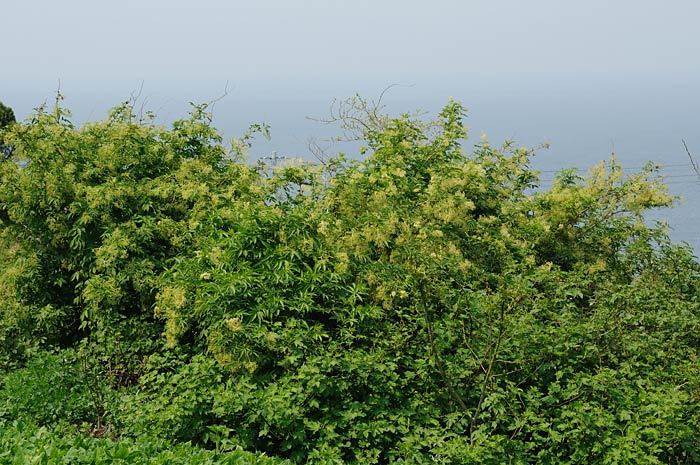 꽃과나무(Flower tree) 이미지
