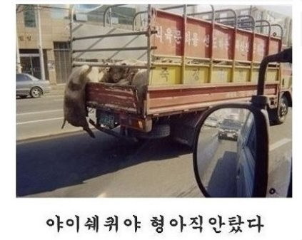 복이 이미지