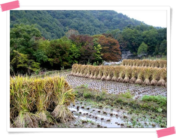 소 달구지 이미지