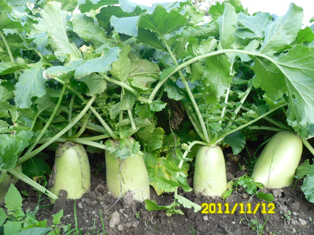 우리채소 이미지