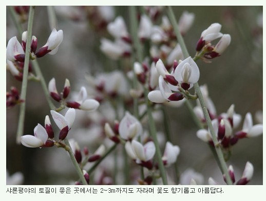 로뎀나무 이미지