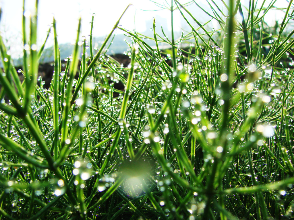 어린왕자의들꽃사랑마을