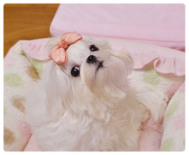 핑키러브 이미지