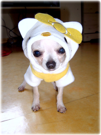 콩이 이미지
