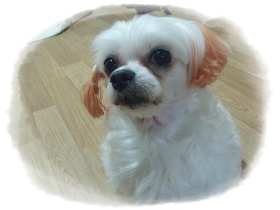 복동이 이미지