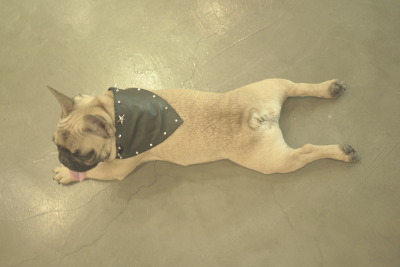치쿠치쿠 이미지