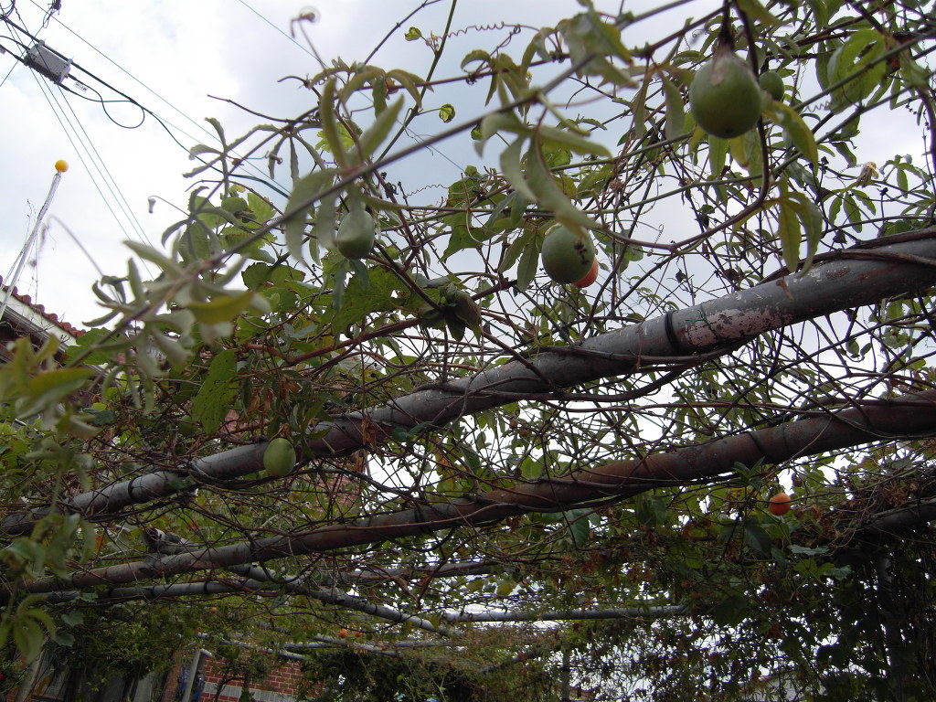 과일정원 이미지