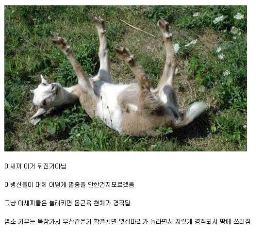 바보 같은 동물 | 인스티즈