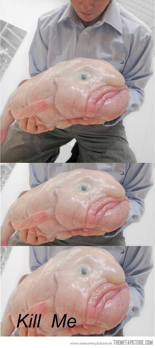 피쉬피쉬 이미지