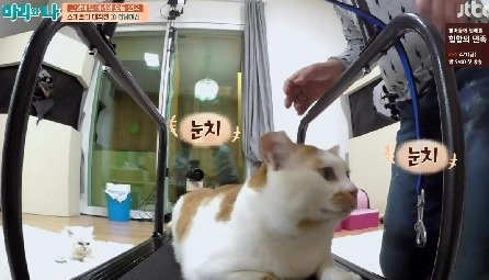 [마리와나] 뚱보냥 호동이 다이어트 시키기 (feat.먼지) | 인스티즈