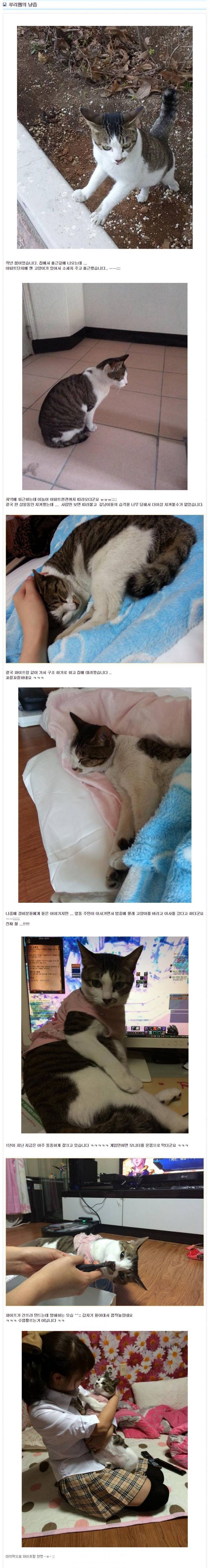 루리웹 냥줍 레전드.jpg | 인스티즈
