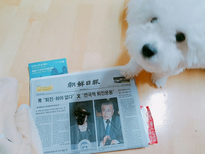 개도 아는 대통령 | 인스티즈