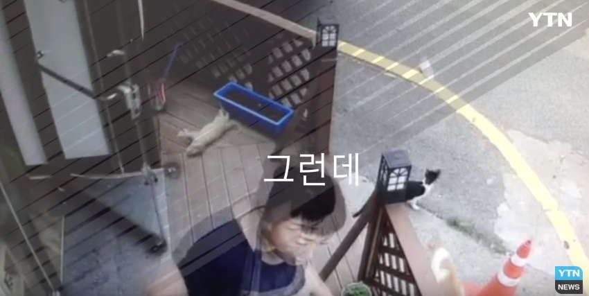 혐오,분노주의)고양이 잔혹하게 내던져 죽이고는 '웃으며 도망쳤다' | 인스티즈
