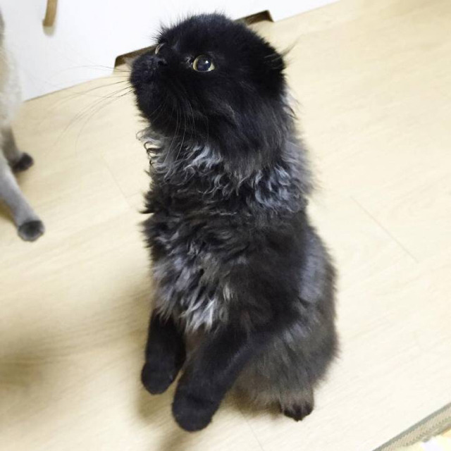 부엉이 닮아서 화제인 - 고양이 ㄷㄷ | 인스티즈