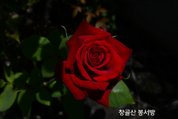멀리가는향기 이미지