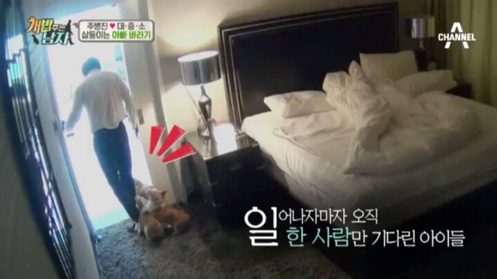 [개밥주는남자] 웰시코기 삼둥이 대중소의 일상.jpg | 인스티즈