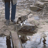 역시 냥냥이는 물을 싫어함.gif | 인스티즈