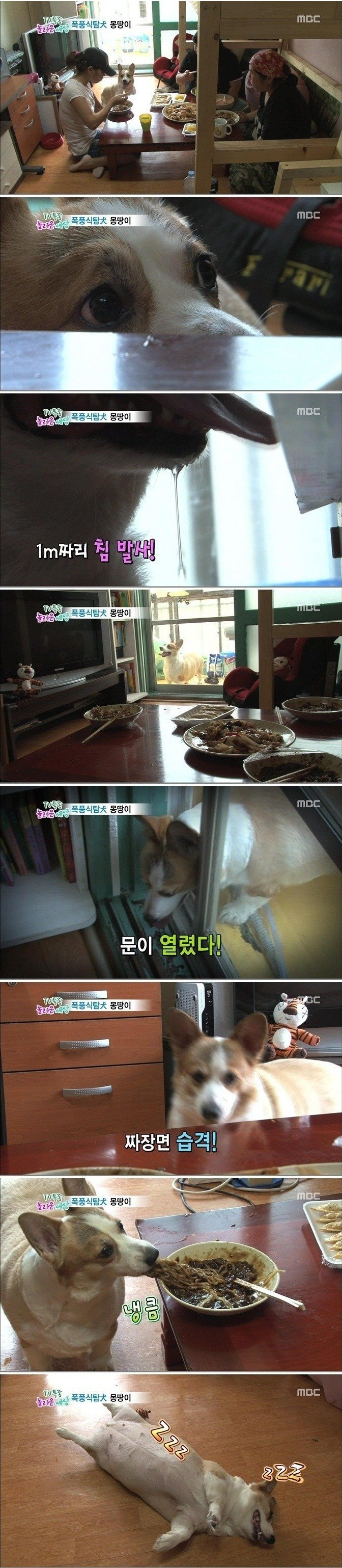 짜장면 먹고싶은 강아지 | 인스티즈