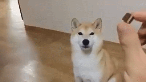 다시는 강아지 안키운다 | 인스티즈