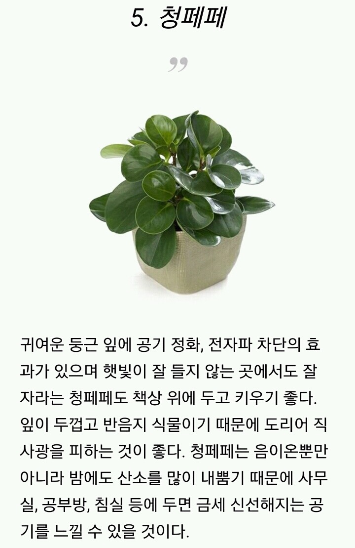 모양도 예쁘고 기능도 좋은 실내 식물 10가지 | 인스티즈