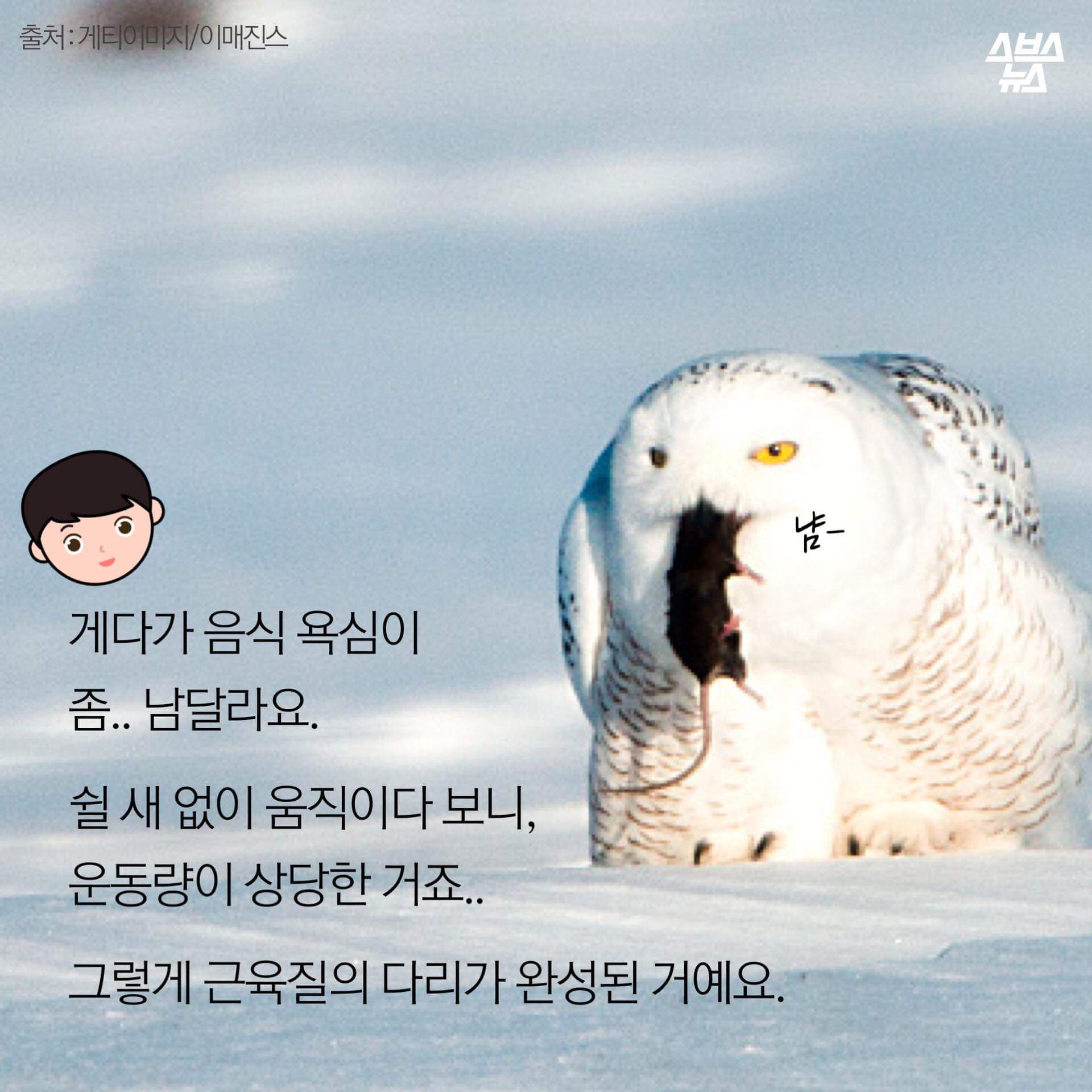 숏하지 않다고 말해부엉 | 인스티즈