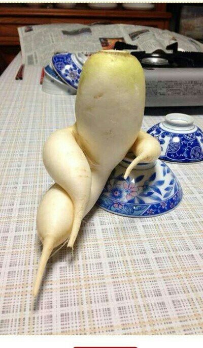 요고요고 이미지
