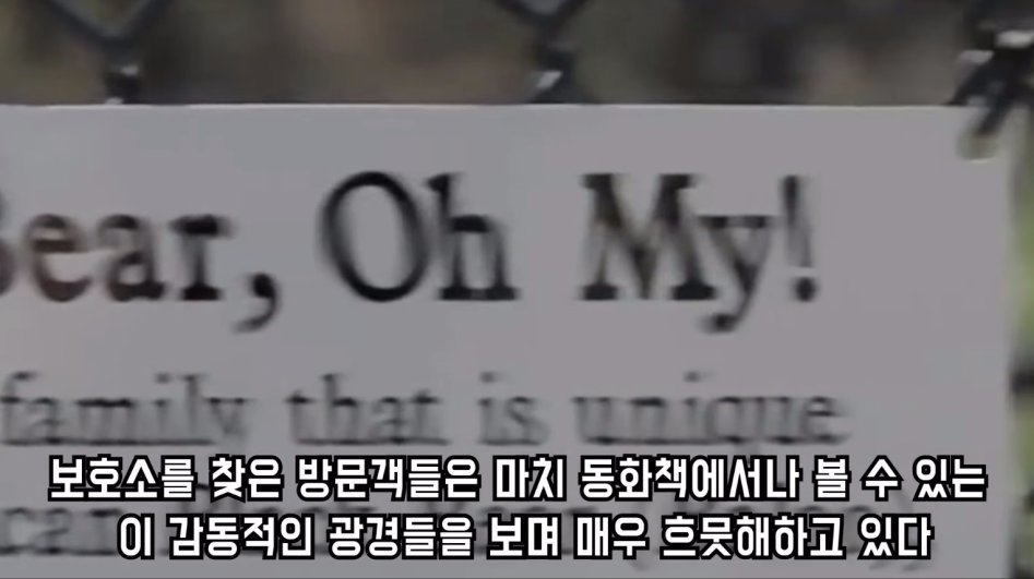 맹수 세 마리의 아름다운 우정 | 인스티즈
