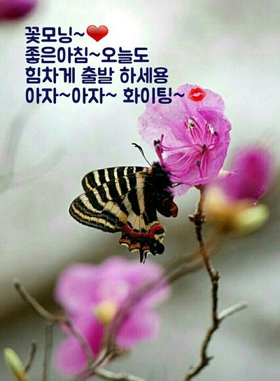 꽃피는날 이미지