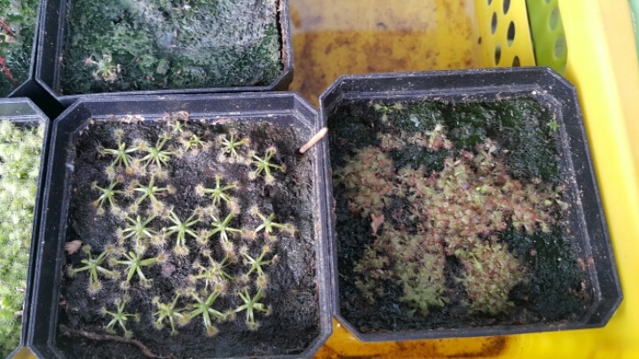 겜마 이미지