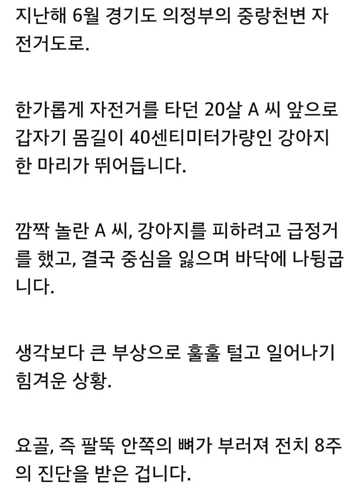 자전거도로에서 강아지 때문에 넘어져 골절..누구 책임? | 인스티즈
