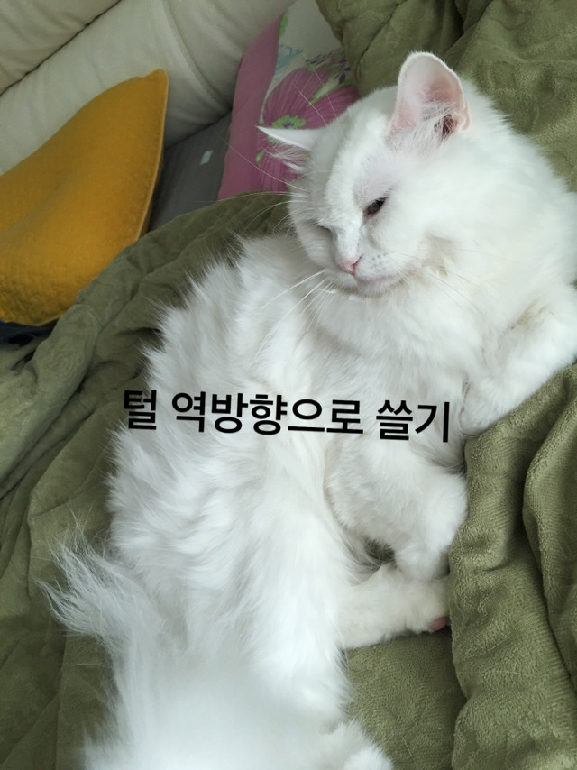 집사들이 고먐미한테 하는 짓.twt | 인스티즈