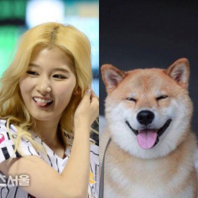 트와이스 시바 | 인스티즈