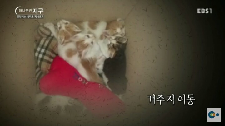 고양이는 버려도 되나요? | 인스티즈
