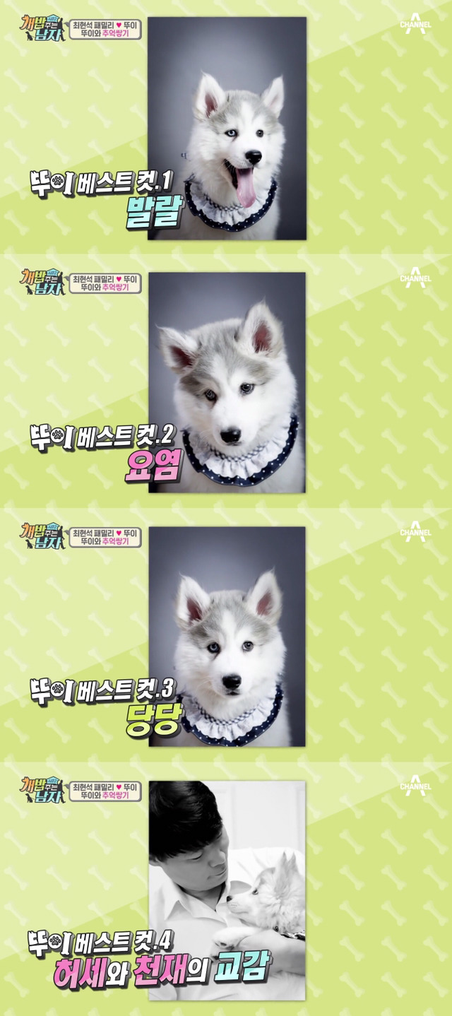 겁나 귀여운 최현석 셰프 강아지 뚜이(오드아이 시베리안 허스키).jpg | 인스티즈