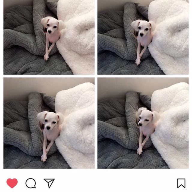 현재 인스타그램에 난리난 동물병원 사건 | 인스티즈