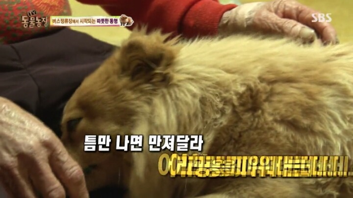 [동물농장] 할머니와 발바리의 따뜻한 우정 | 인스티즈