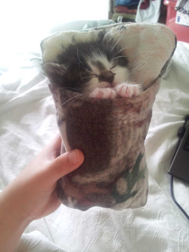 잠자는 고양이 | 인스티즈