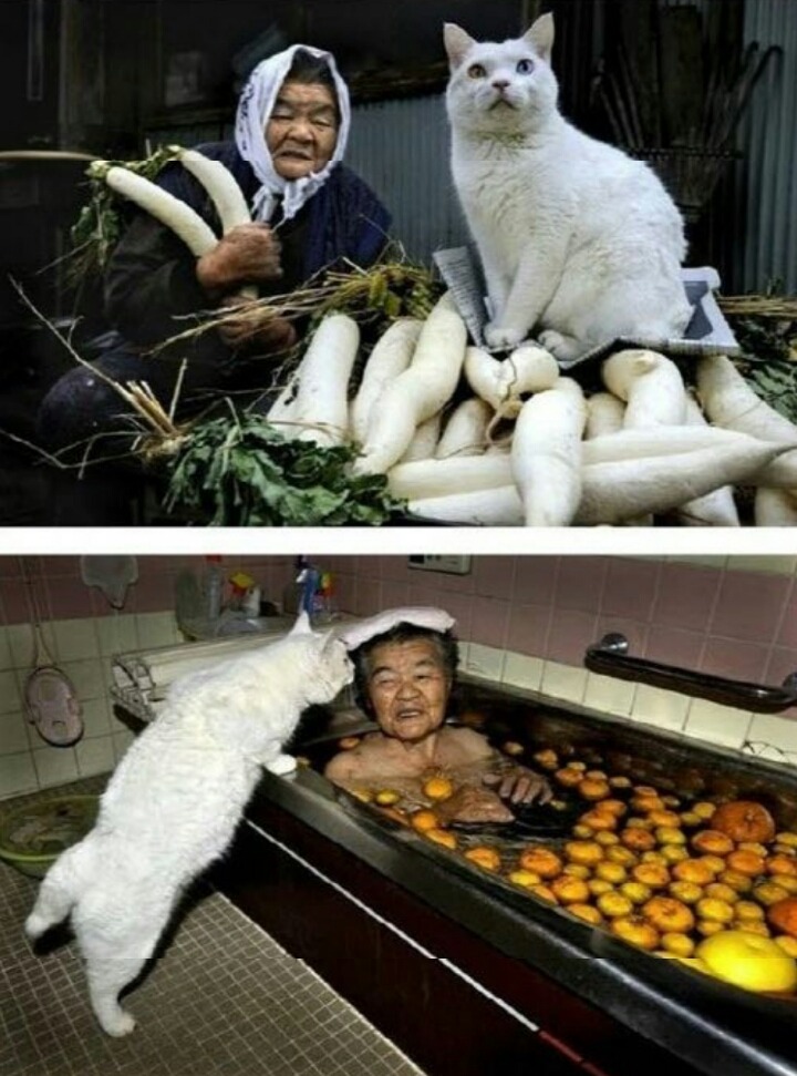 손녀가 찍어준 할머니와 고양이의 동거동락 | 인스티즈