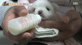 아니.. 음식물 쓰레기통에서 강아지 우는 소리가 나는거에요;;;.gif | 인스티즈