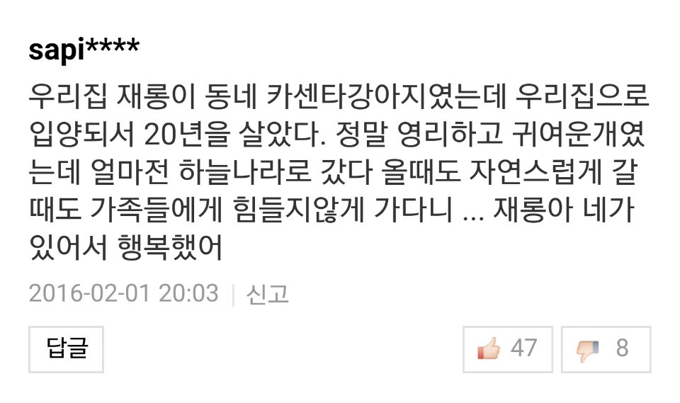 반려견과 이별한 사람들의 댓글.jpg (슬픔주의) | 인스티즈