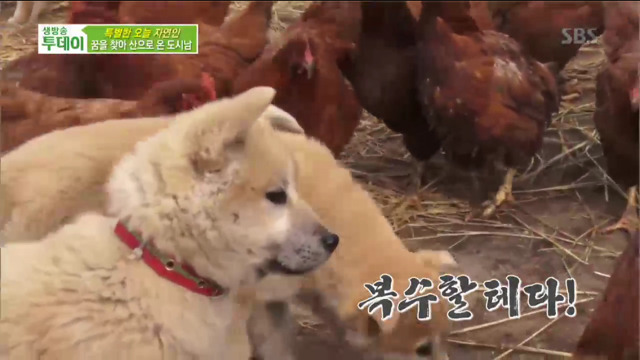 멍뭉이의 복수 | 인스티즈