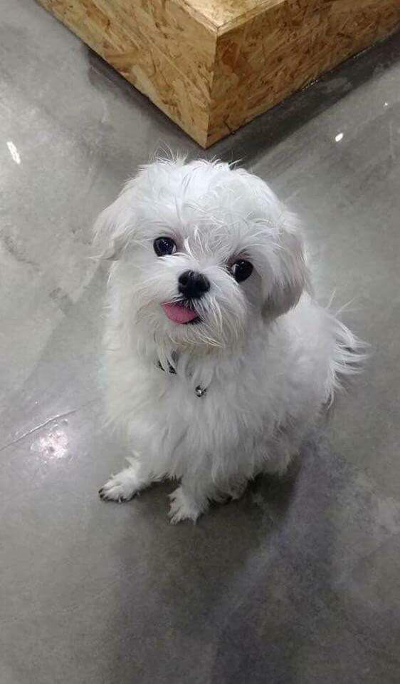 대구에서 남자 2명이 실수로 주인있는 말티즈를 데려갔대! 주인이 애타게 제보바라고있어! | 인스티즈