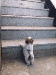 계단을 오르고 싶은 강아지.gif | 인스티즈